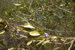 Image of brush hovea