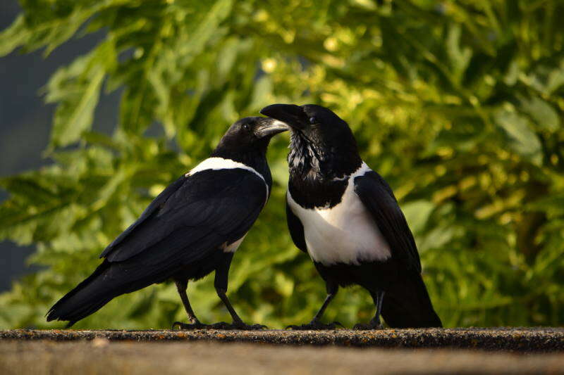 Image of Pied Crow