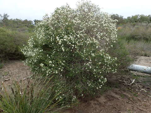 Слика од Melaleuca hamulosa Turcz.