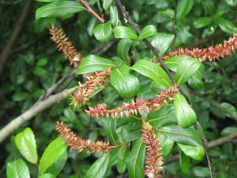 Image of Salix denticulata Andersson