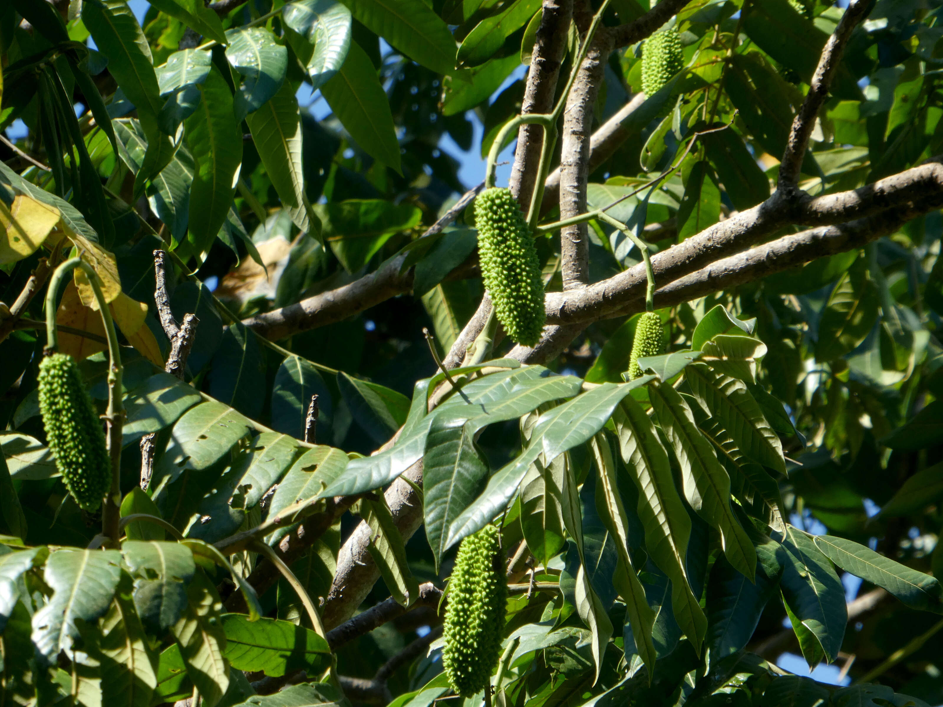 Image of Flindersia schottiana F. Müll.