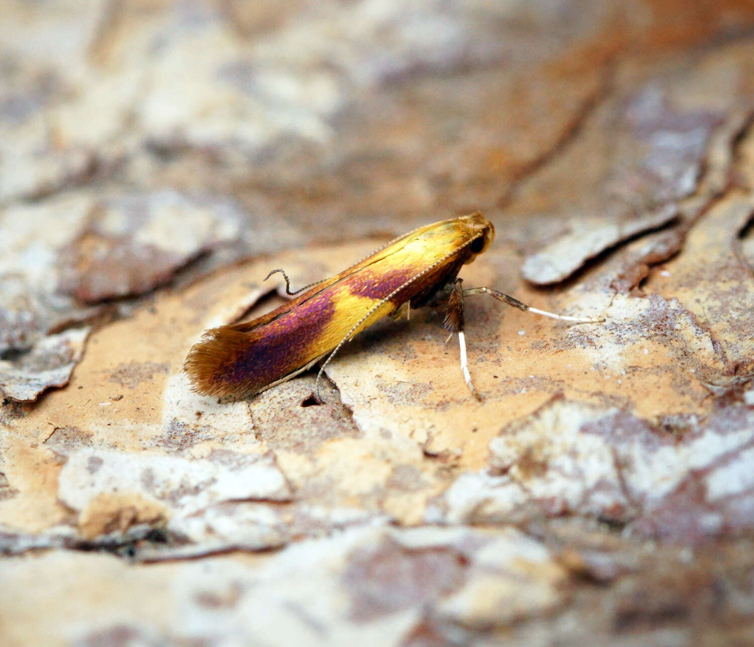 Image of Caloptilia robustella Jäckh 1972