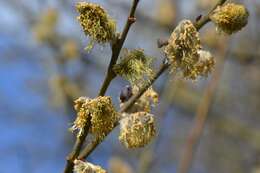 Image of goat willow