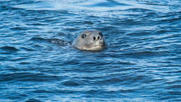 Image of South Atlantic Elephant-seal