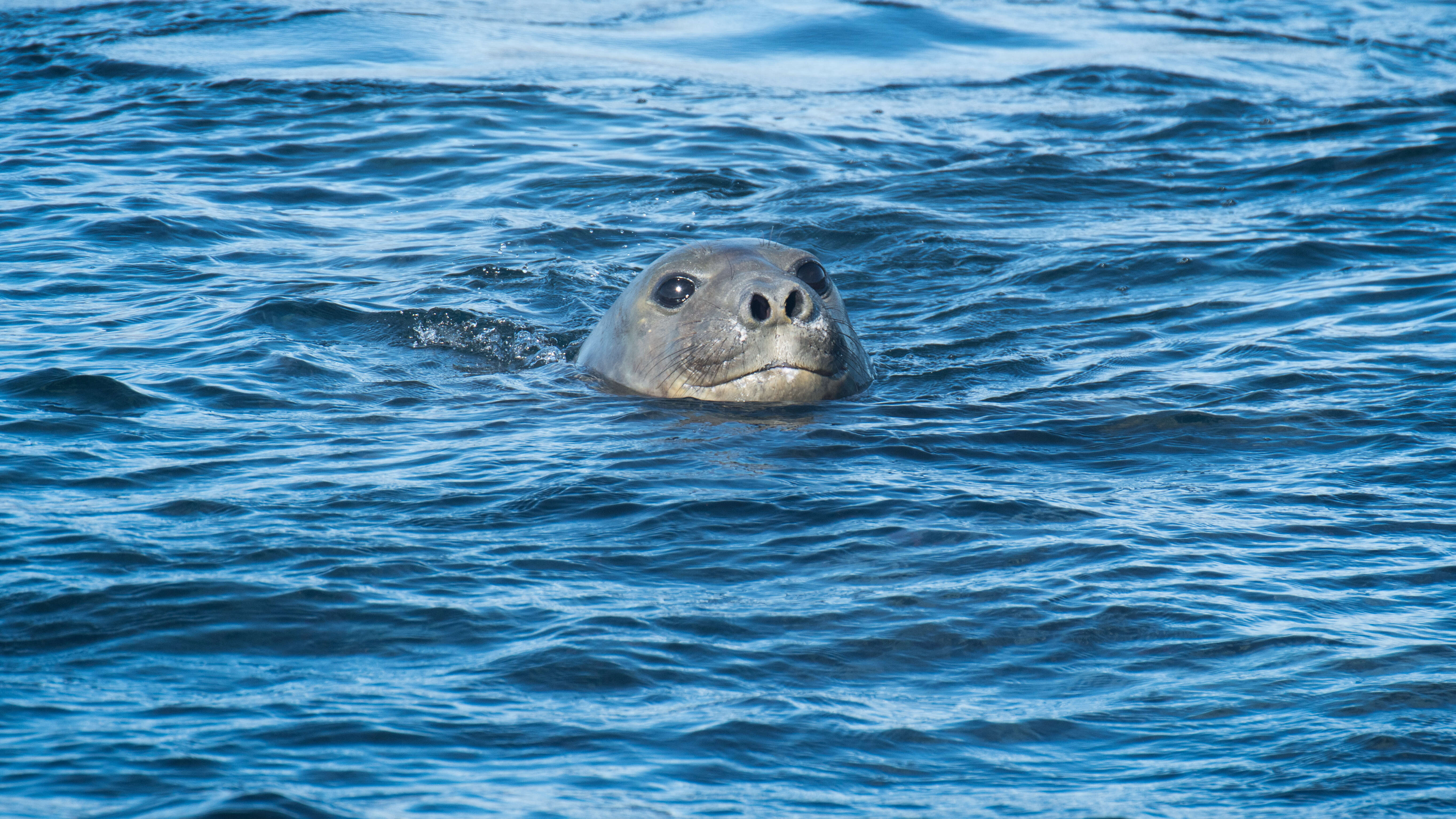 Image of South Atlantic Elephant-seal