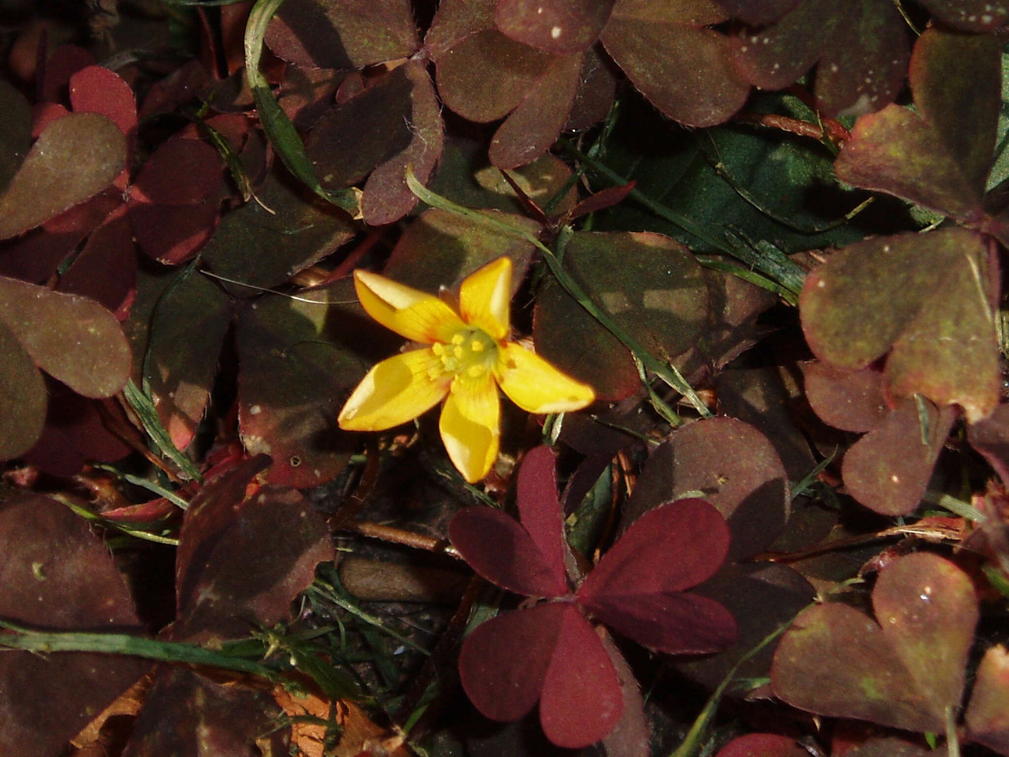 Image of creeping woodsorrel