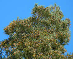 Image of White Pine