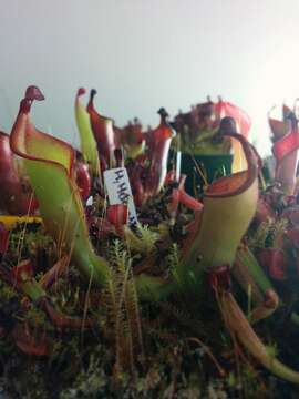 Image of Heliamphora heterodoxa Steyerm.