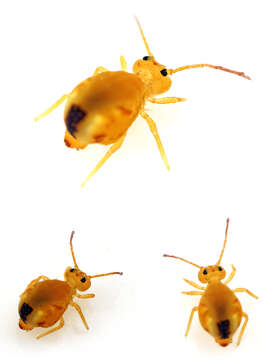 Image of Dicyrtomina minuta (Fabricius O 1783)