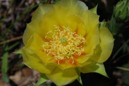 Image of Eastern Prickly Pear