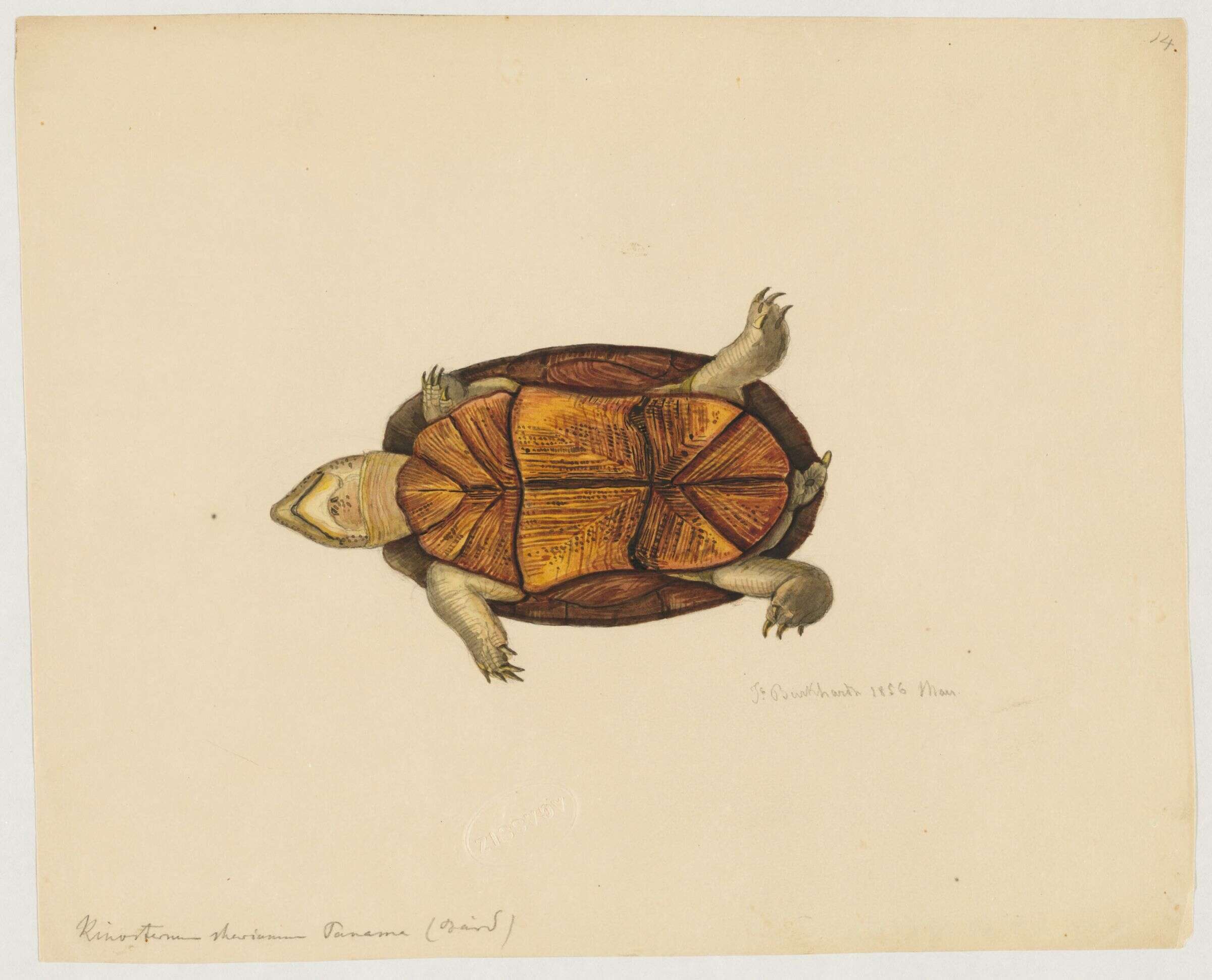 Image of mud turtle