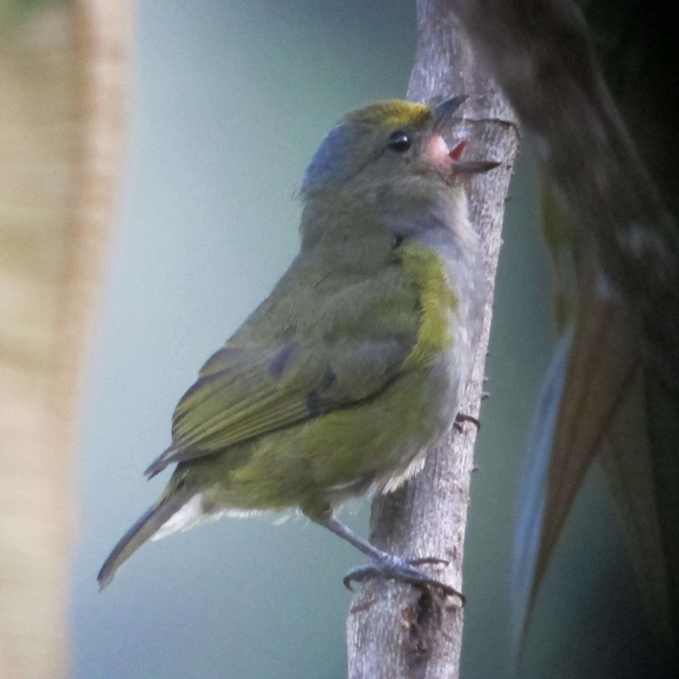 Image of Orange-bellied Euphonia