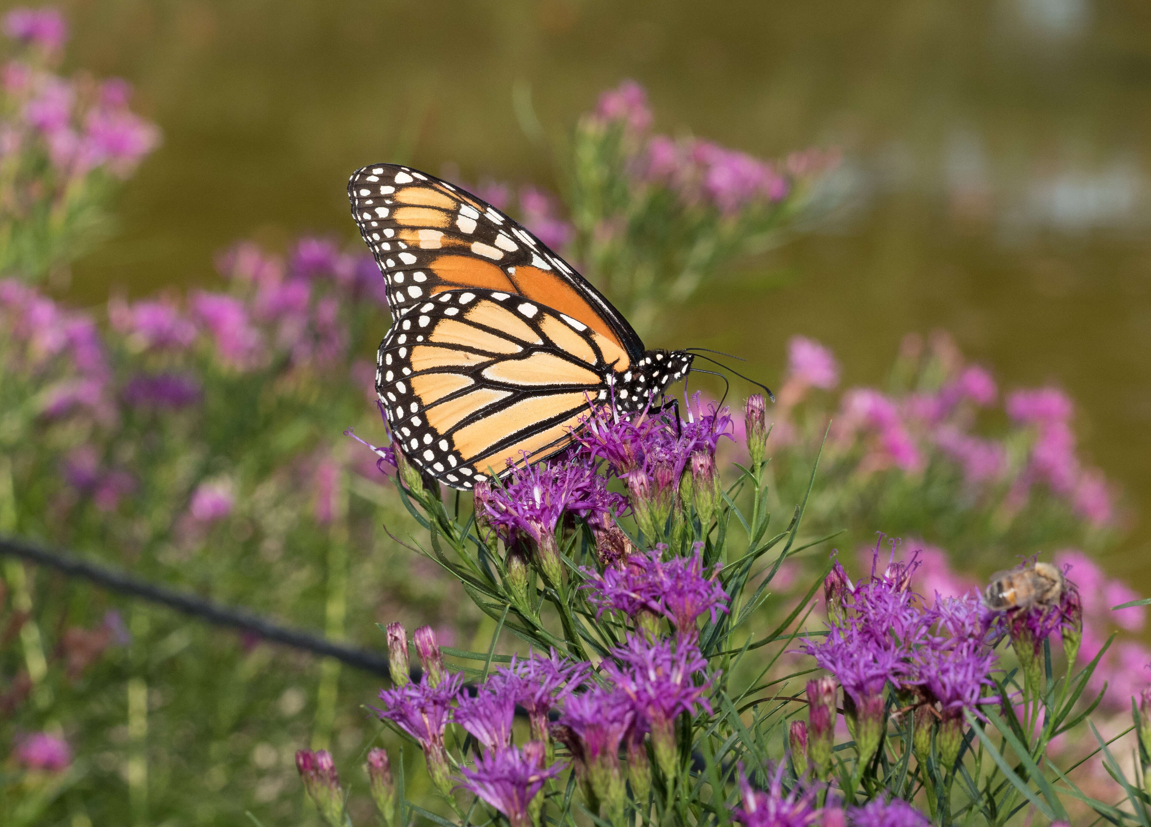 Image of woolly ironweed