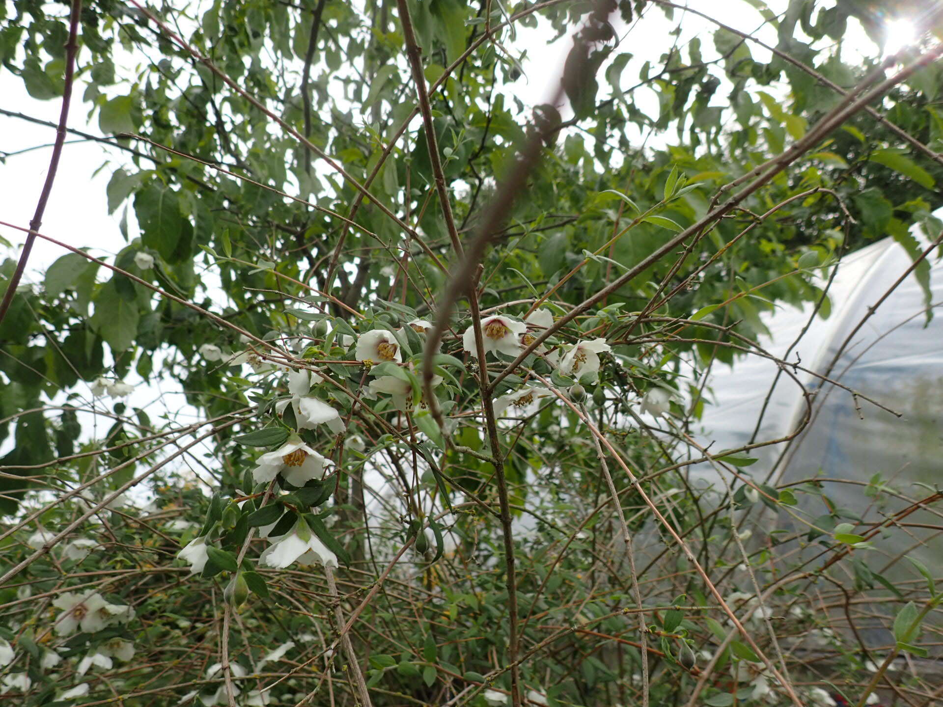 Image of Philadelphus mexicanus Schltdl.