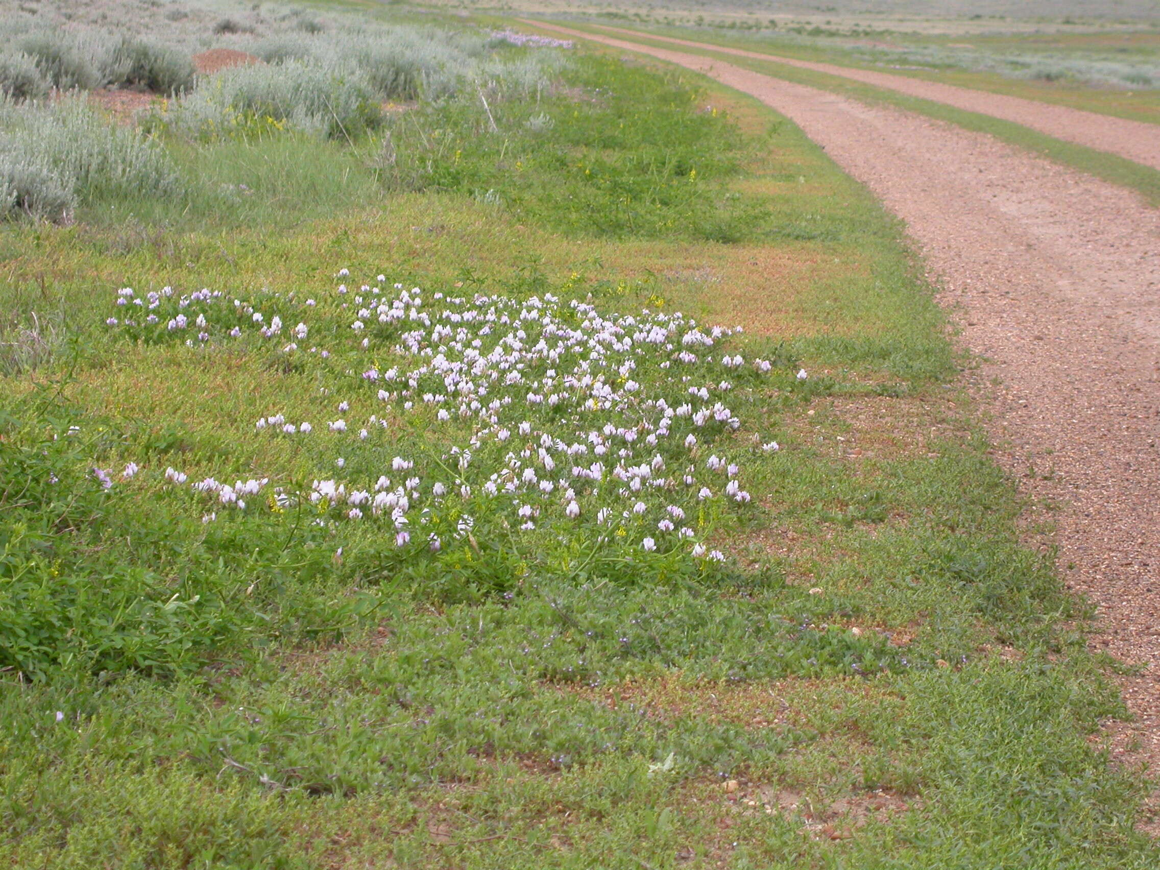 Слика од Astragalus agrestis Douglas ex Hook.