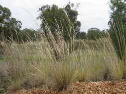 Image of Austrostipa scabra (Lindl.) S. W. L. Jacobs & J. Everett