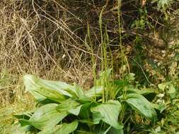 Imagem de Plantago cornuti Gouan