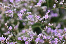 Image of Sea lavendar