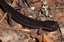 Image of Red-legged Salamander