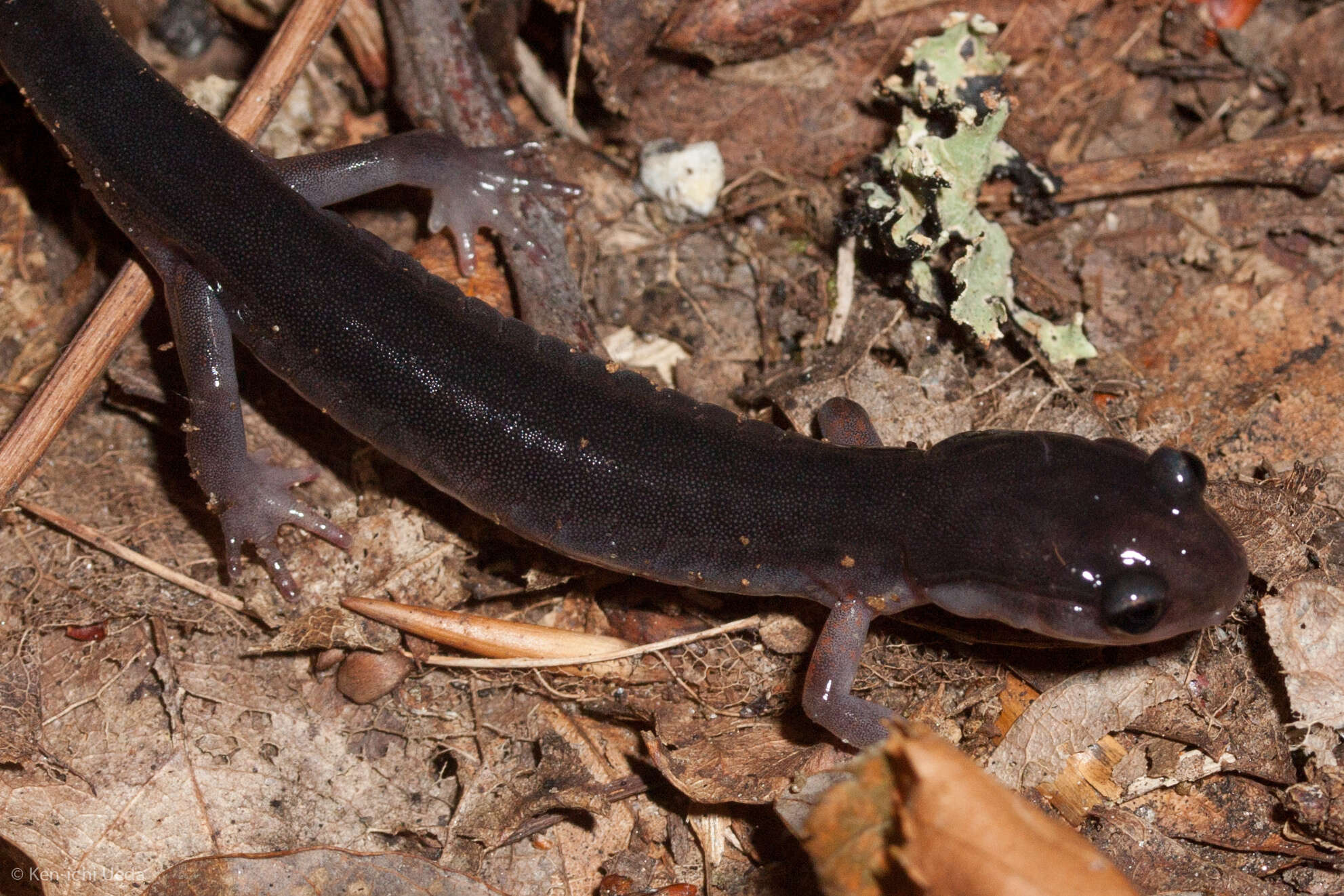 Image of Red-legged Salamander