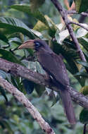 Image of Austen's Brown Hornbill