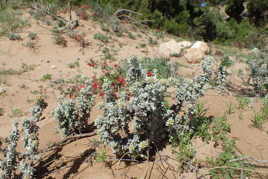 Plancia ëd Polycarpaea nivea (Ait.) Webb