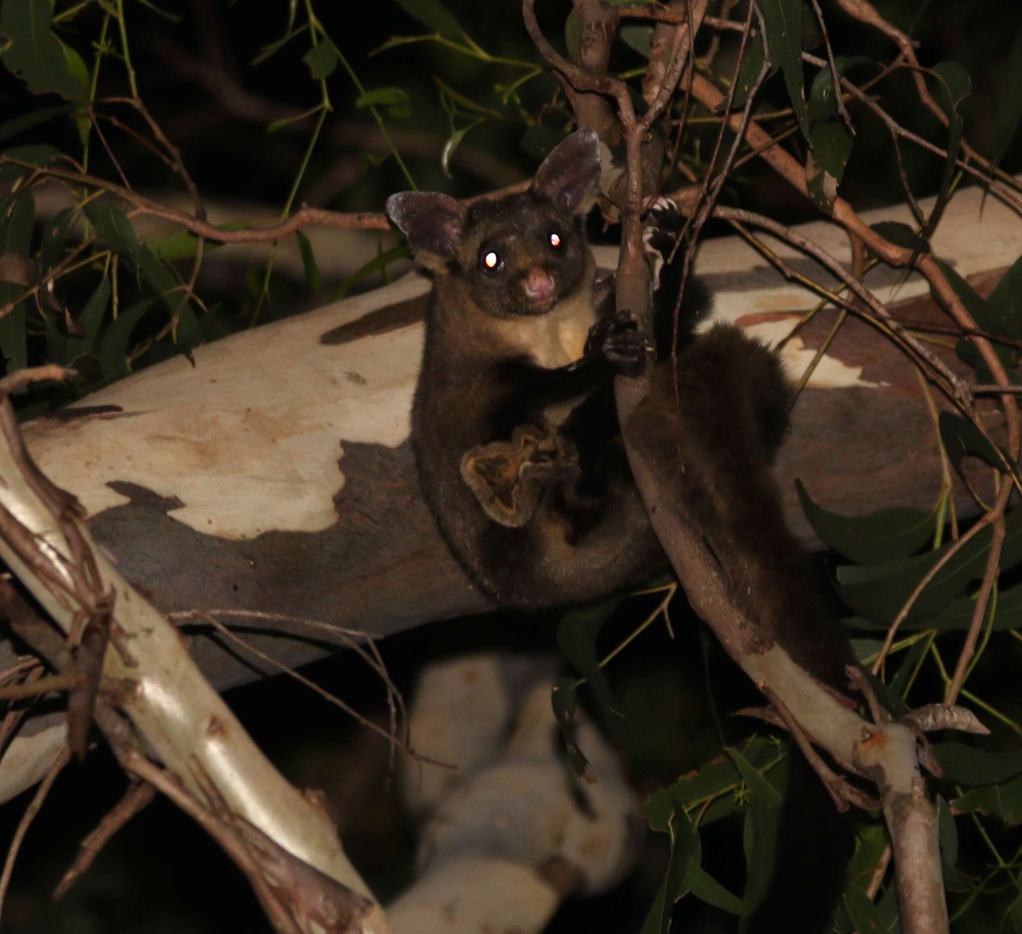 Image of Yellow-bellied Glider