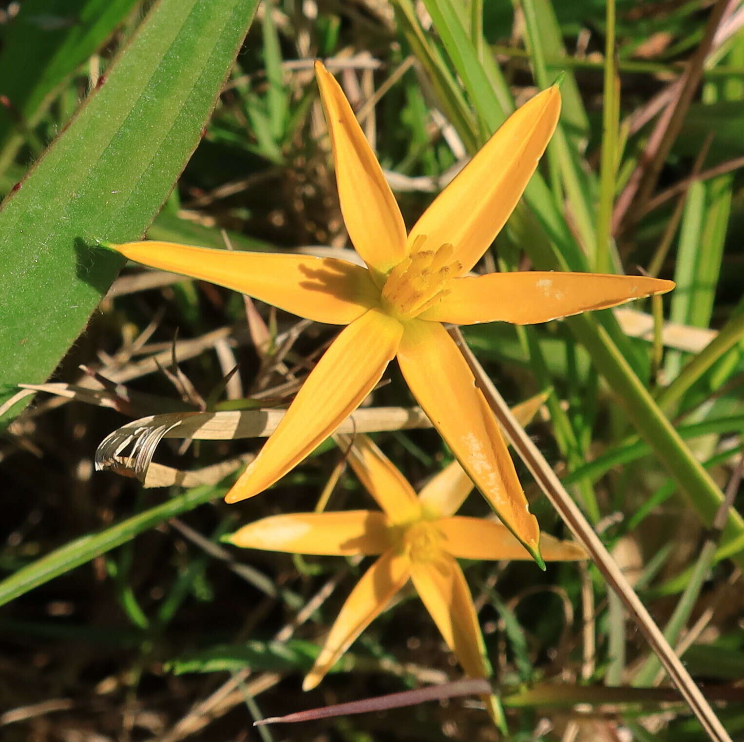 Image of Pauridia serrata (Thunb.) Snijman & Kocyan