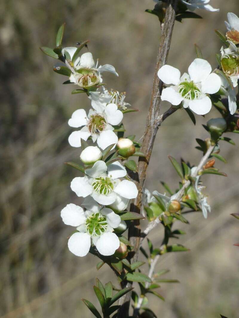 Image of Leptospermum continentale J. Thompson