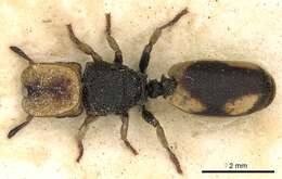 Image of Cephalotes pallidicephalus (Smith 1876)