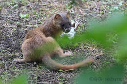 Image of Siberian Weasel