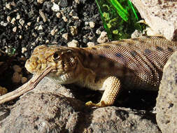 Plancia ëd Acanthodactylus harranensis Baran, Kumlutas, Lanza, Sindaco, Avci & Crucitti 2005