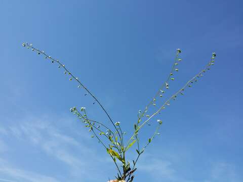 Image of Tufted Forget-Me-Not