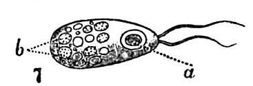 Image of Clathrulina elegans