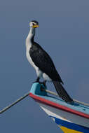 Image of Little Pied Cormorant