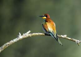 Image of bee-eater, european bee-eater