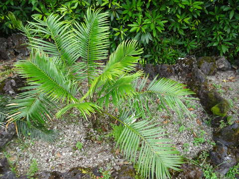 Image of Cycas petraea A. Lindstr. & K. D. Hill