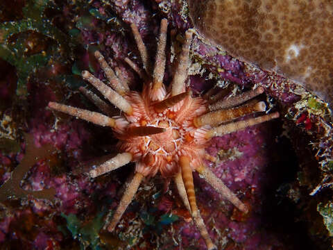 Image of slate pencil urchin