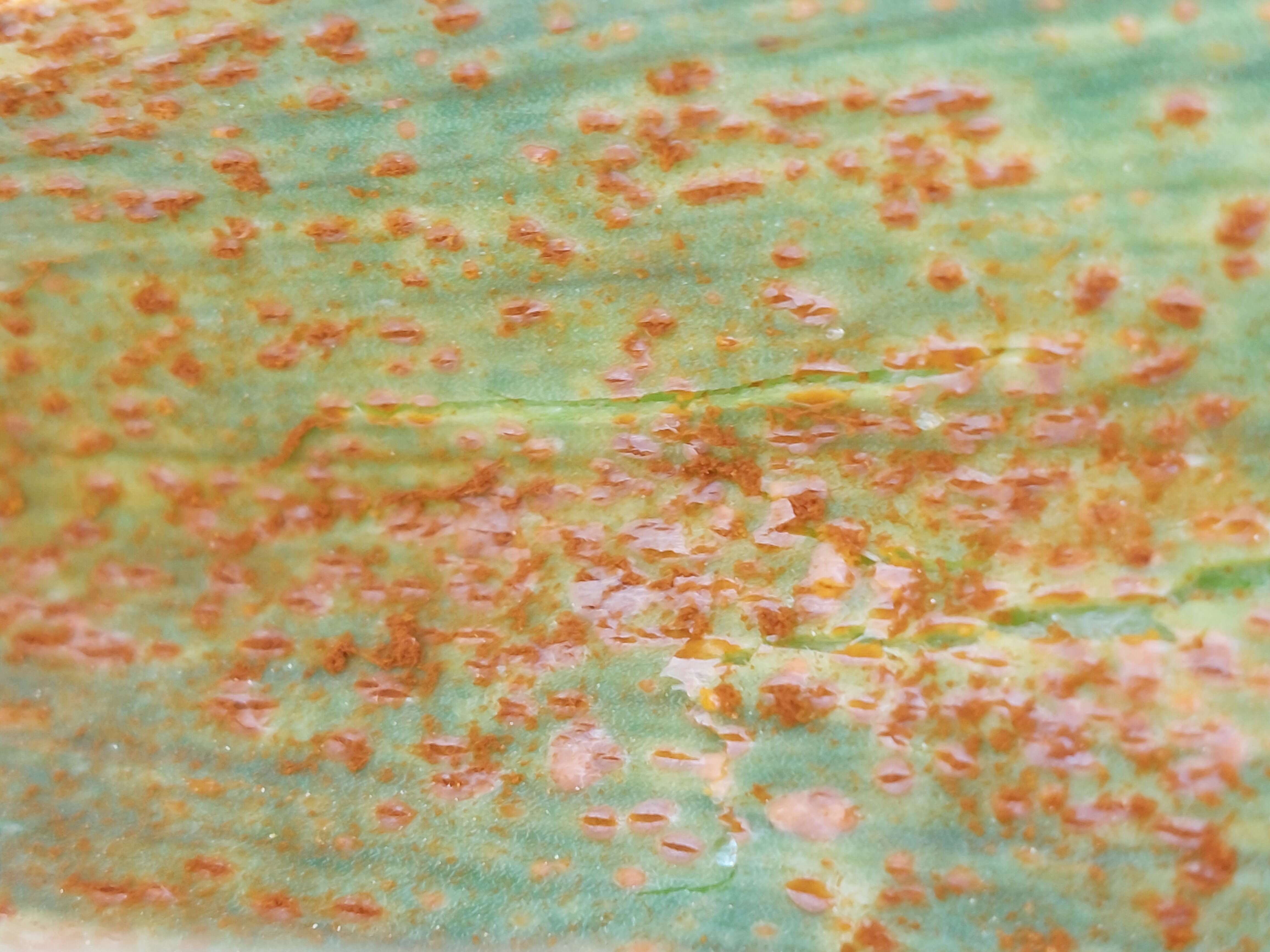 Image of Puccinia porri (Sowerby) G. Winter 1881