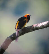 Image of Orange-crowned Oriole