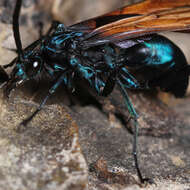 Image of Tarantula Hawks