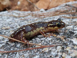 Image of Lycian salamander