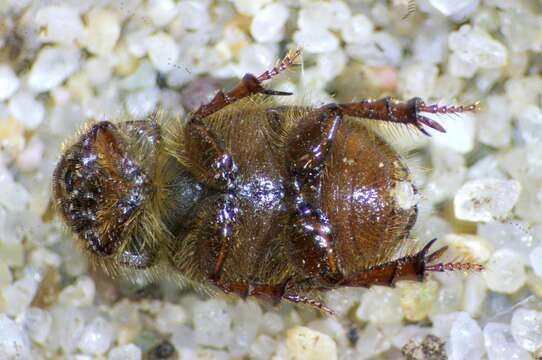 Image of Cresent Dune Scarab Beetle