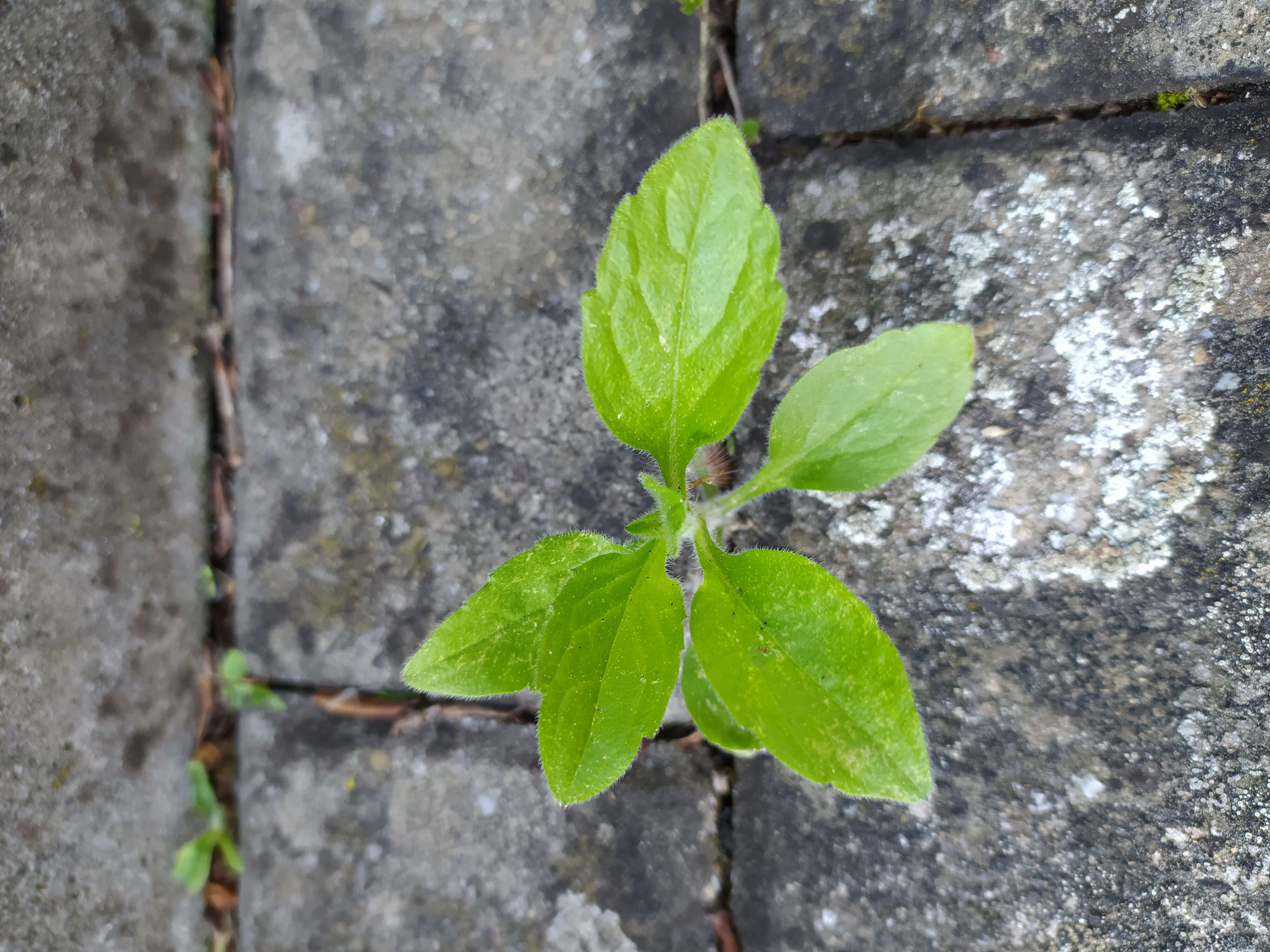 Image of eastern daisy fleabane