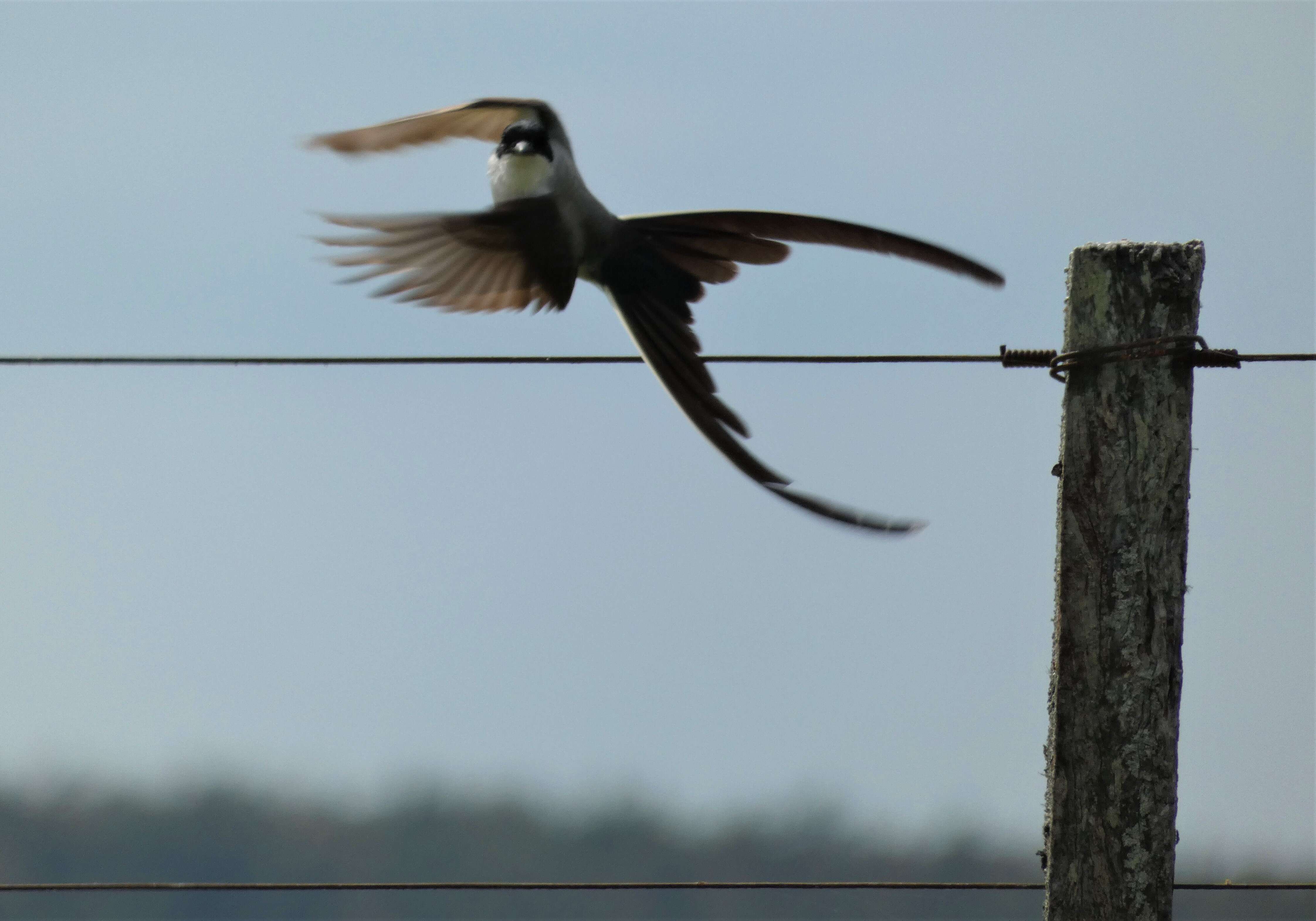 Image of Fork-tailed Flycatcher