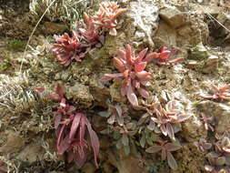 Image of Conejo dudleya