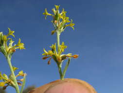 Image of Pimelea curviflora R. Br.