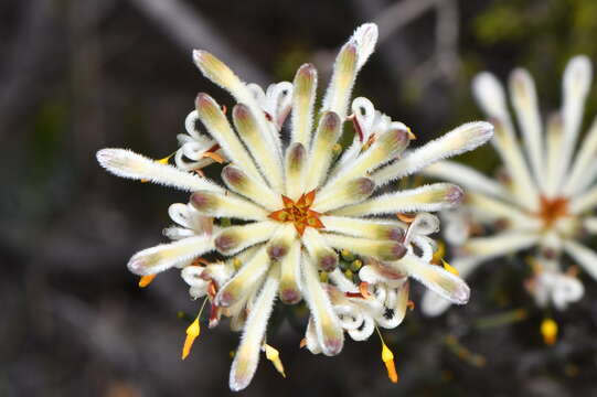 Image of Petrophile brevifolia Lindley