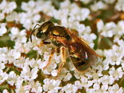 صورة Halictus gemmeus Dours 1872