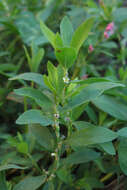 Image of erect knotweed